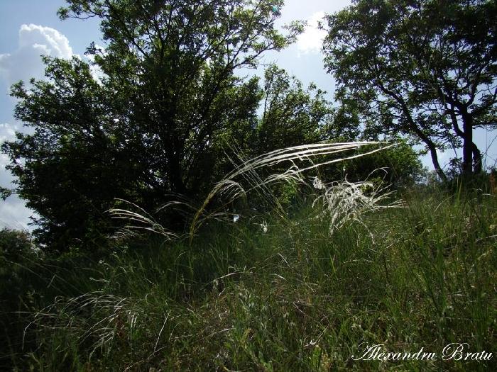 /Dobrogea/dsc07669.jpg