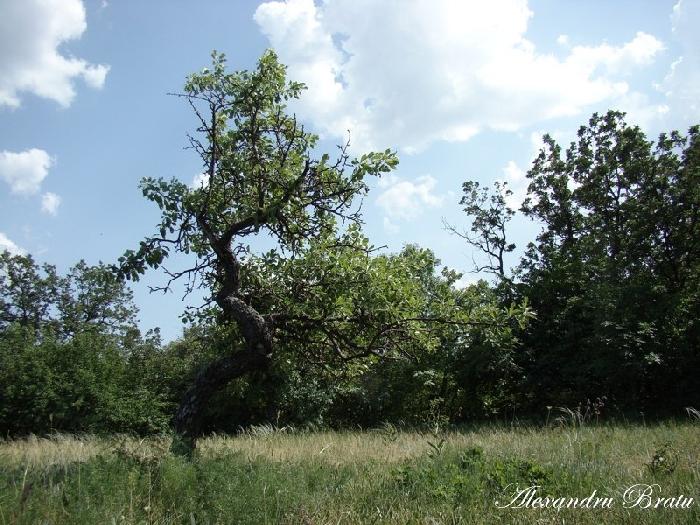 /Dobrogea/dsc07896.jpg