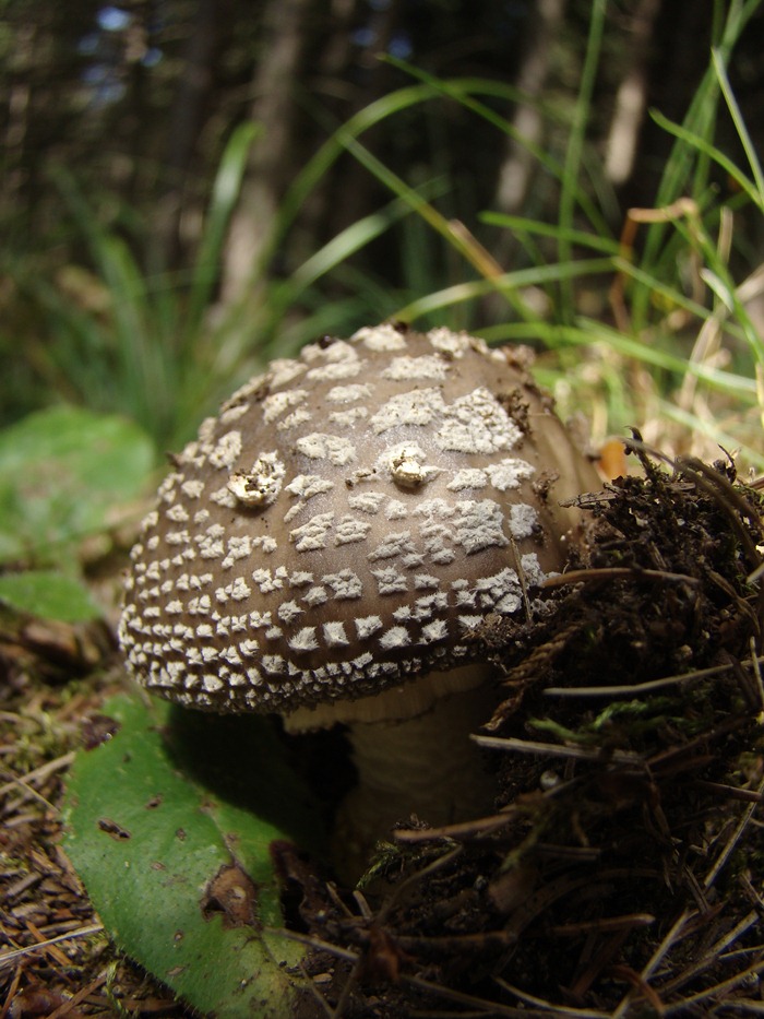 /hasmas/dsc03412.jpg