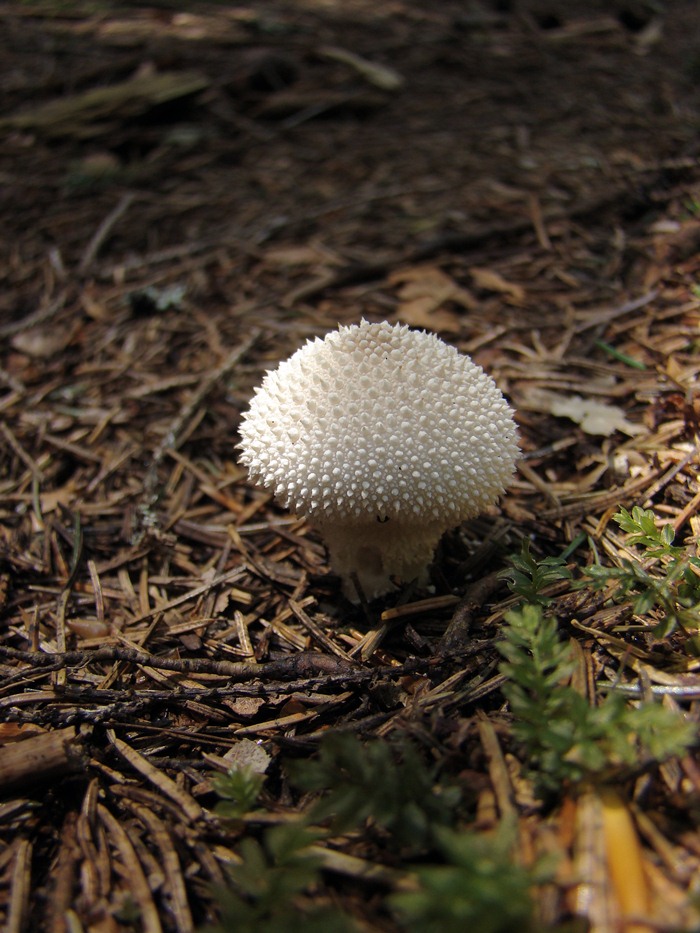 /hasmas/dsc03833.jpg