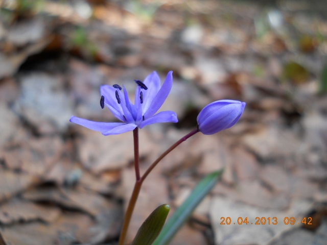 /al_gem/dscn9871.jpg
