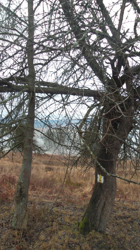 /Calimani/20141120_085707.jpg
