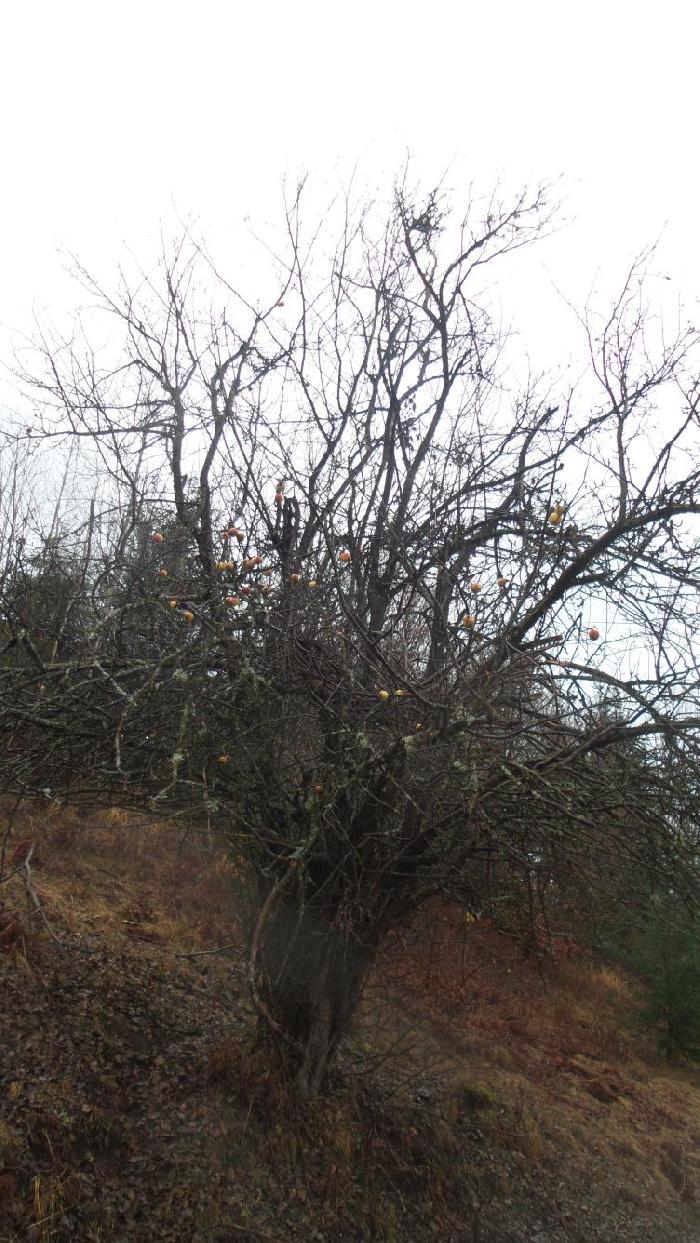 /Calimani/20141120_092027.jpg