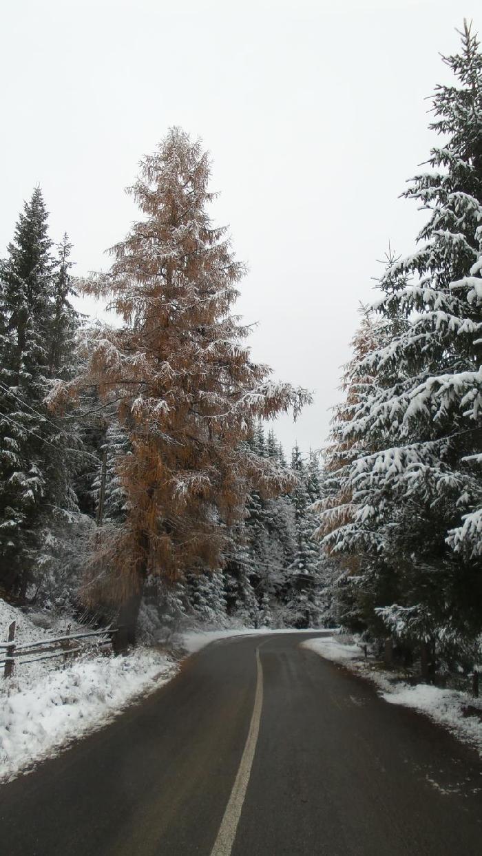 /Calimani/20141121_145314.jpg