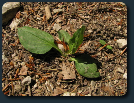 /Probleme/plantago.jpg