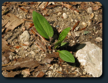 /Probleme/plantago2.jpg